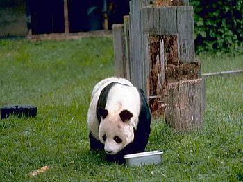 Panda, cute, beautiful HD wallpaper