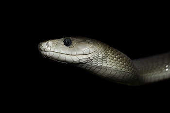 Kobe-inspired , Black mamba tribute, Sleek reptile, Athletic prowess HD wallpaper