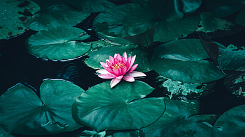 Lotus Flower in Water HD wallpaper