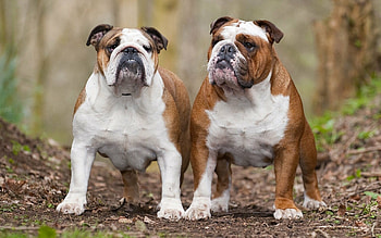 Couple, Bulldog HD wallpaper