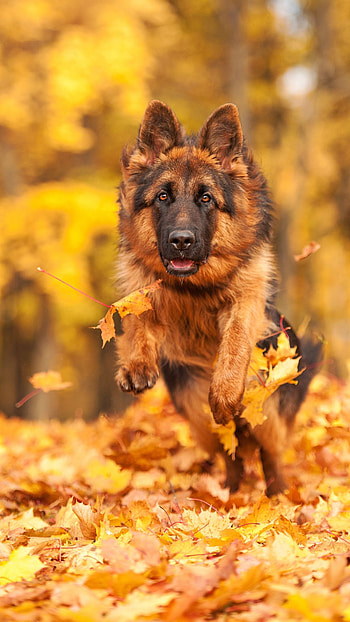 German Shepherd Dog, Cute Dog, German Dog HD phone wallpaper