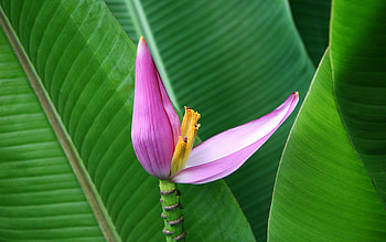 Flower, summer, pink, skin, green, leaf, nature, vara HD wallpaper