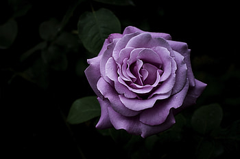 Flowers, Flower, Dark, Rose Flower, Rose, Petals HD wallpaper