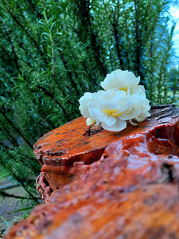 Rain on wood, nature, flower HD phone wallpaper