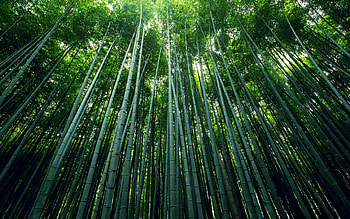 Bamboo tress, green, nature HD wallpaper