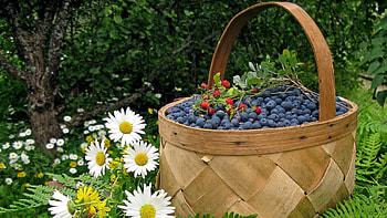 Food, Berries HD wallpaper