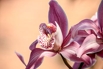 A detailed close-up shot of a pink Cymbidium orchid flower in full bloom. HD wallpaper
