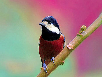Beautiful Bird, colors, beautiful, bird HD wallpaper