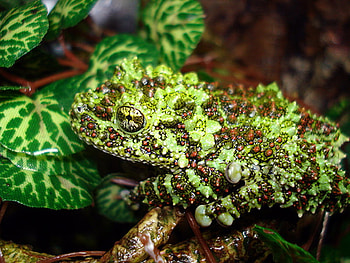 BEAUTIFUL MOSSY FROG, sweet, cute, beautiful, mossy HD wallpaper
