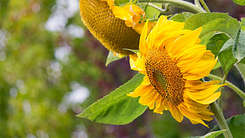 Flowers, Petals, Sunflower HD wallpaper
