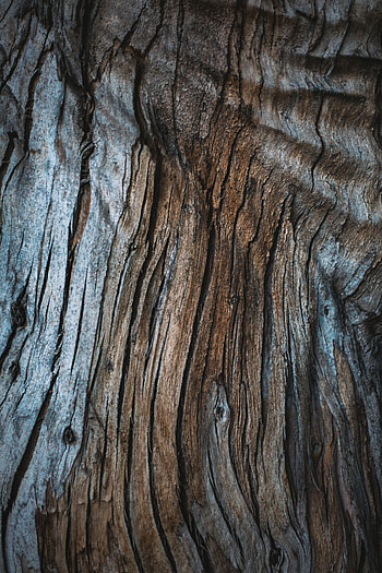 Wood, Tree, Texture, Textures, Surface, Cracks, Crack HD phone wallpaper