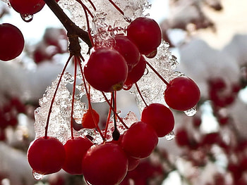Winter Red Berries, winter, branch, berries, red HD wallpaper
