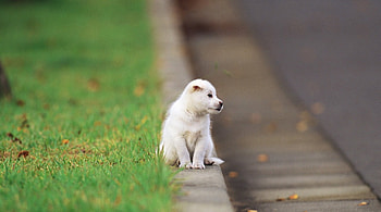 Dog, pay, dogs, cute, puppies, beauty, dog face, animals, adorable, sweet, beautiful, playful, playful dog, puppy, pretty, street, face, lovely, bubbles HD wallpaper
