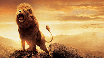 lion screensavers backgrounds HD wallpaper