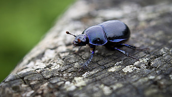 Beetle (Animals), Insect nature wood, Ultra high definition HD wallpaper