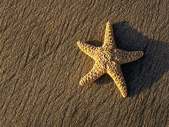 Sea star, star, sea, beache, nature, brawn HD wallpaper