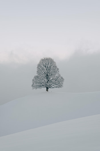 Winter, Nature, Snow, Wood, Tree HD phone wallpaper