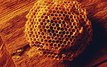 Bees, Miscellanea, Miscellaneous, Surface, Form, Honey, Honeycomb HD wallpaper