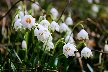 Snowdrops, Flowers, Nature, Spring HD wallpaper