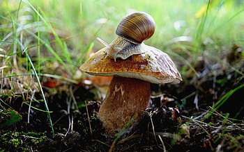 Snail on Mushroom, Latvia, mushroom, snail, macro HD wallpaper