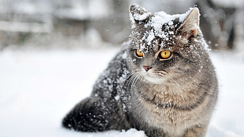 playing in the snow, winter, cat, playing, snow HD wallpaper