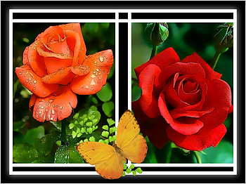 FLOWER COLLAGE, FLOWER, NATURE, COLLAGE HD wallpaper