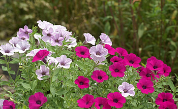 Flowers, Bright, Greens, Flower Bed, Flowerbed, Petunia HD wallpaper