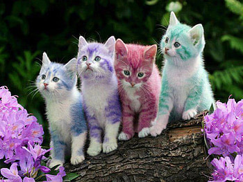 colors and cats, cats, colors, and HD wallpaper