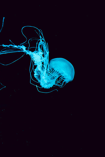 Animals, Jellyfish, Underwater World, Tentacles HD phone wallpaper