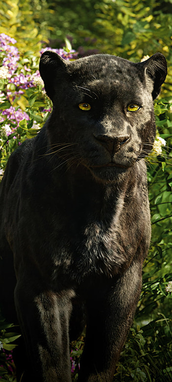 Vaguira, big_cats, whiskers HD phone wallpaper