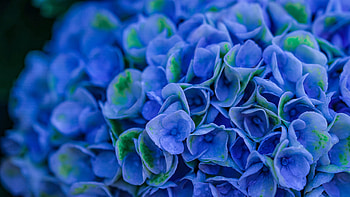 Bloom, blue, Hydrangeas, close up HD wallpaper