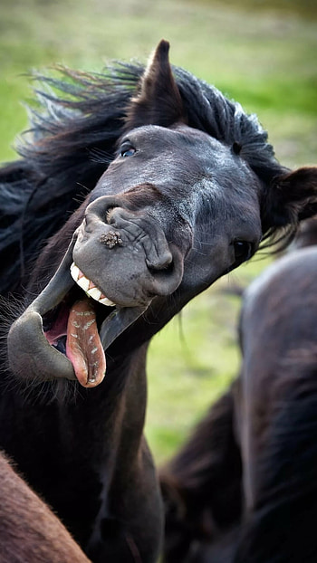 Funny, Funny Horse HD phone wallpaper