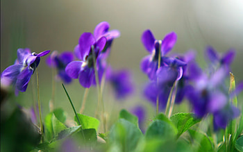 Violet flowers, Floral , Nature's beauty, Vibrant blooms HD wallpaper