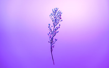 Purple Petal Sky With Stem, petal, flowers, sky, nature HD wallpaper