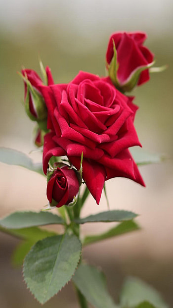 Beautiful Red Rose Flower, Beautiful Red, Rose HD phone wallpaper