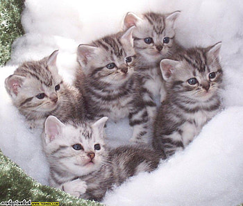 Cute kittens * For Carmen Bonilla, animal, kitten, cute, cat, breed HD wallpaper