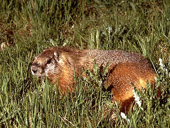 Marmot, cool, beautiful HD wallpaper