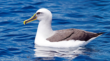 Buller's albatross, Thalassarche bulleri, Bird species graphy HD wallpaper