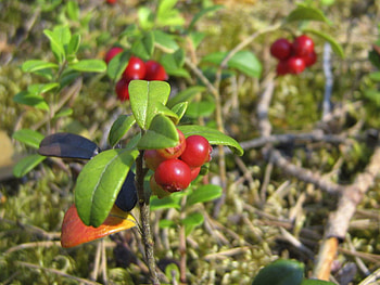 Food, Grass, Berries, Ripe HD wallpaper