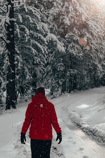 Winter, Trees, Snow, Miscellanea, Miscellaneous, Stroll, Human, Person HD phone wallpaper