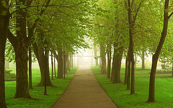 Nature, Trees, Road, Park, Fog, Greens, Morning HD wallpaper