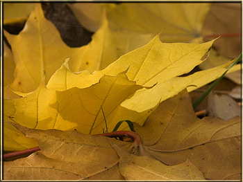 Fall Autumn, natur, autumn, beautiful, fall HD wallpaper