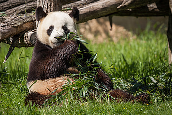 Animals, Grass, Bear, Bamboo, Panda HD wallpaper