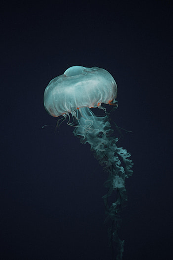 Animals, Water, Jellyfish, Transparent, Beautiful, Tentacle HD phone wallpaper