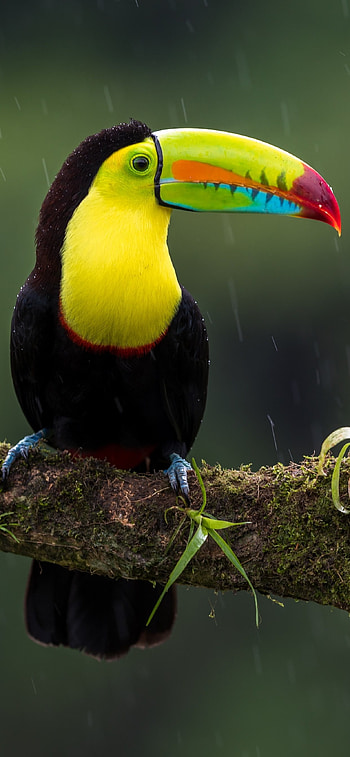 Artistic , Creative design, artwork, Mobile background HD phone wallpaper