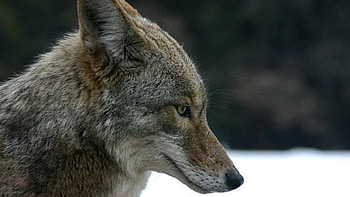 wolf or coyote, white, timber, saying, black, wolves, , wolf, canislupus, howling, wolf art, wisdom HD wallpaper