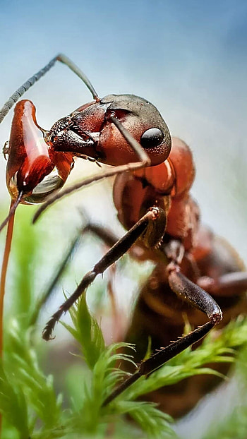 Ant, Insects HD phone wallpaper