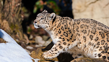 Animals, Snow Leopard, Snow, To Lie Down, Lie, Hide, Hunt, Hunting, Lurk HD wallpaper