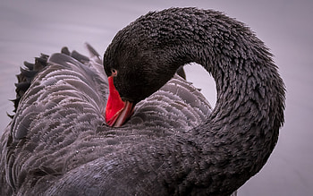 Black Swan, Lake, Birds, Wildlife HD wallpaper