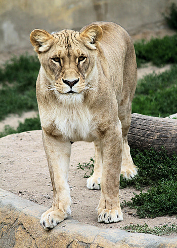 Animals, Predator, Big Cat, Lioness, Animal HD phone wallpaper